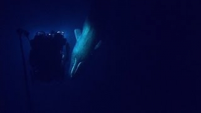 Rare Sperm Whale Encounter with ROV